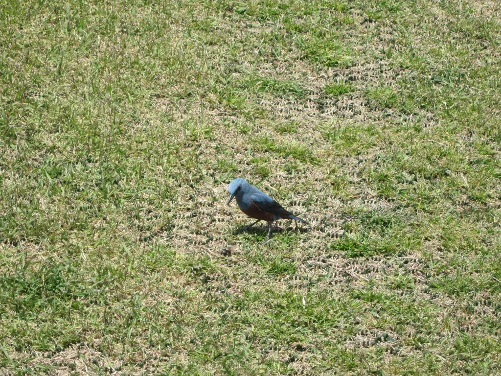 IMG_2084_zps3523b454.jpg