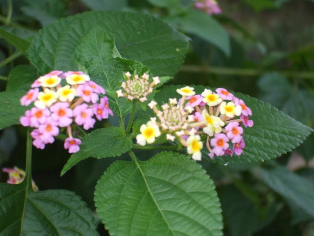 DSCF2700.jpg