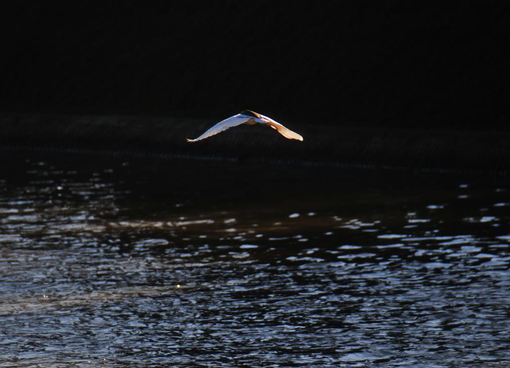 DSC_7227_zpsd9ea1777.jpg