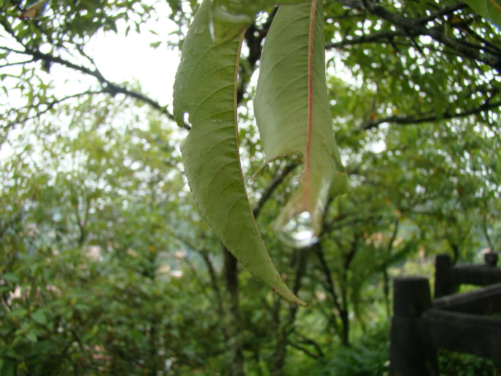 DSC09509.jpg