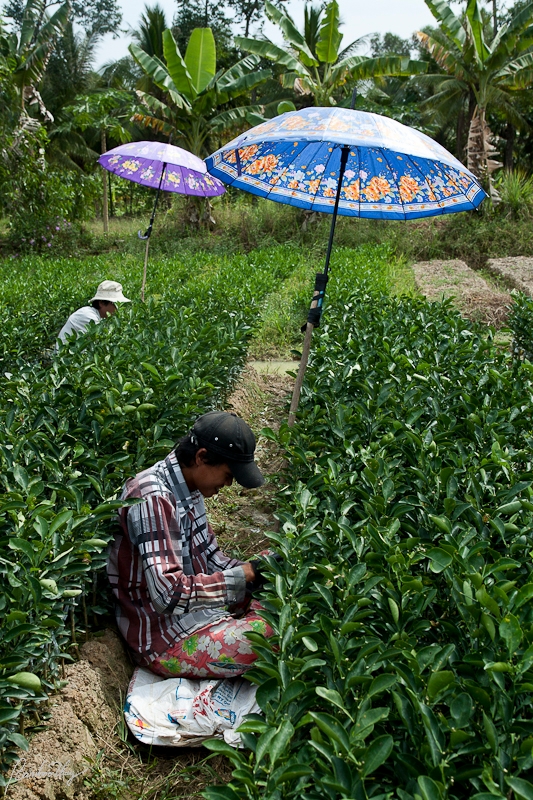 BenTre-7142.jpg