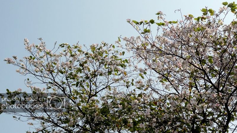 DSC09378_zps2838ac65.jpg