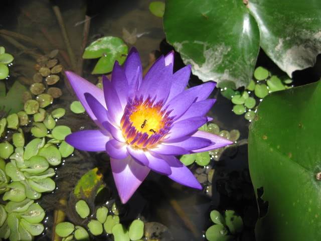 DNt809054.jpg