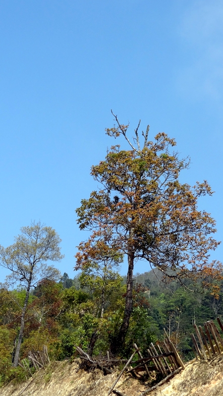 DSC09239_zpsc9c21eba.jpg