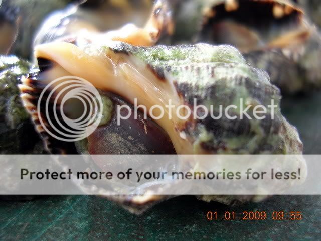 DSCN7698.jpg