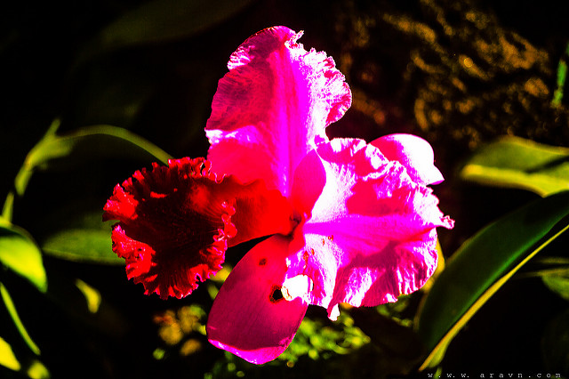 9619319829_1ca73142e1_z.jpg