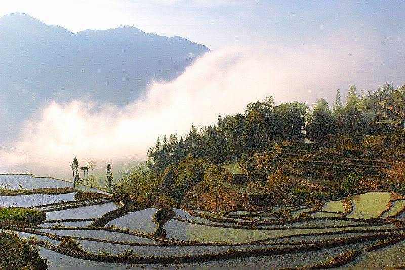 crw_5466_yuanyang.jpg