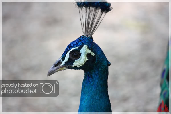birdpark14.jpg
