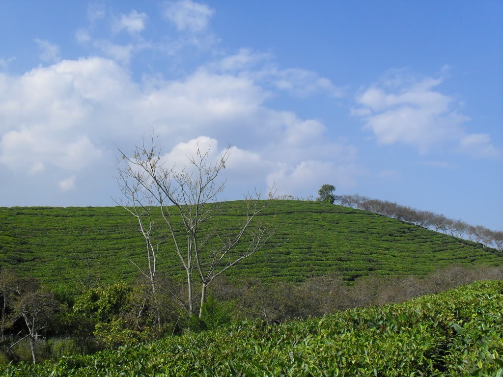SDC10630.jpg