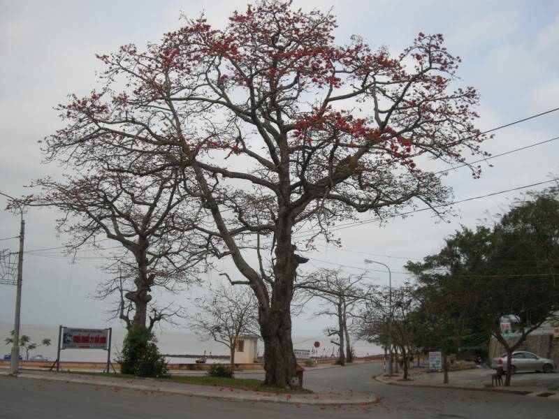 HoaGao21BT800x600.jpg