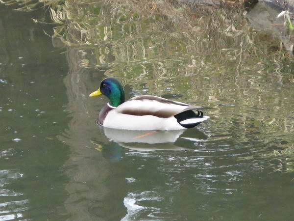 IMG_3852_resize.jpg