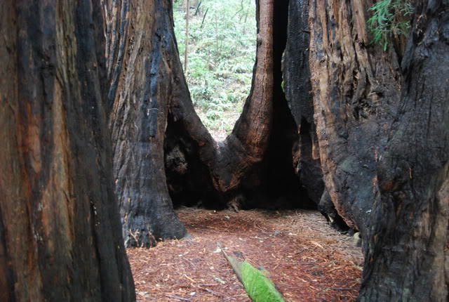 Muirwoods016.jpg
