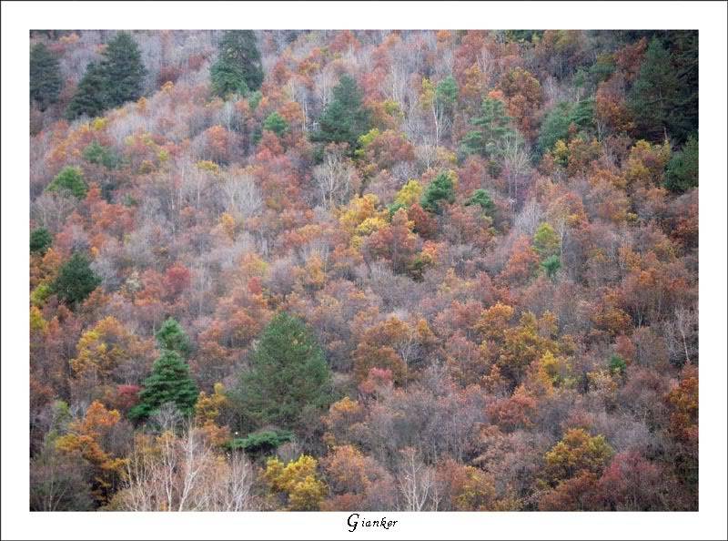 R-Forest1.jpg