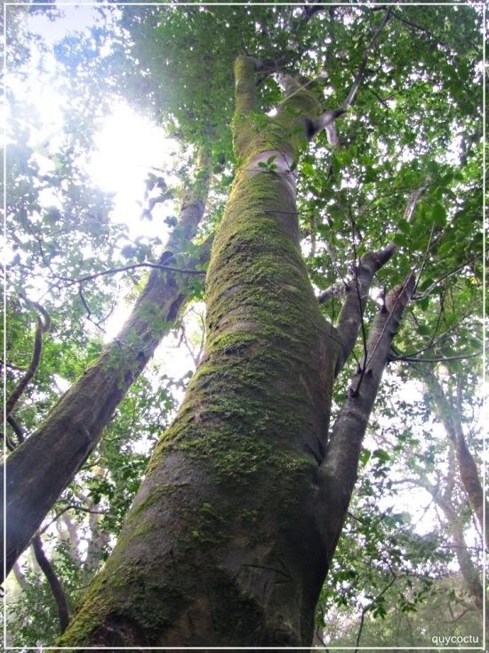 chehoanglienson39.jpg