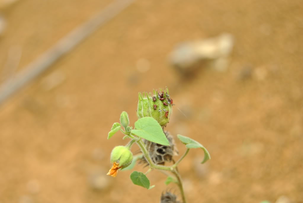 DSC_0252.jpg