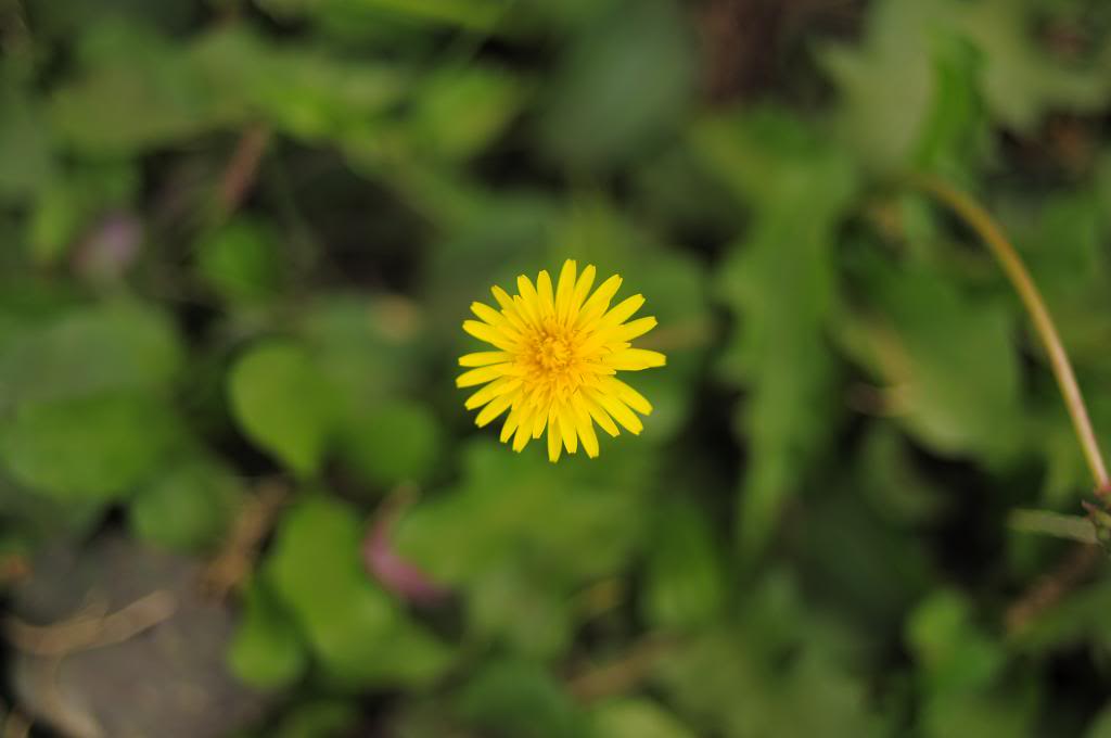 DSC_0444.jpg