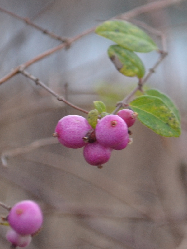 DSC_0419.jpg