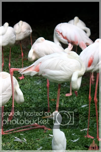 birdpark23.jpg