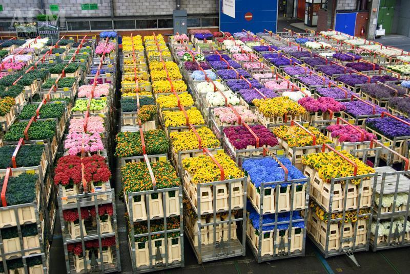 aalsmeer_091704_0084.jpg