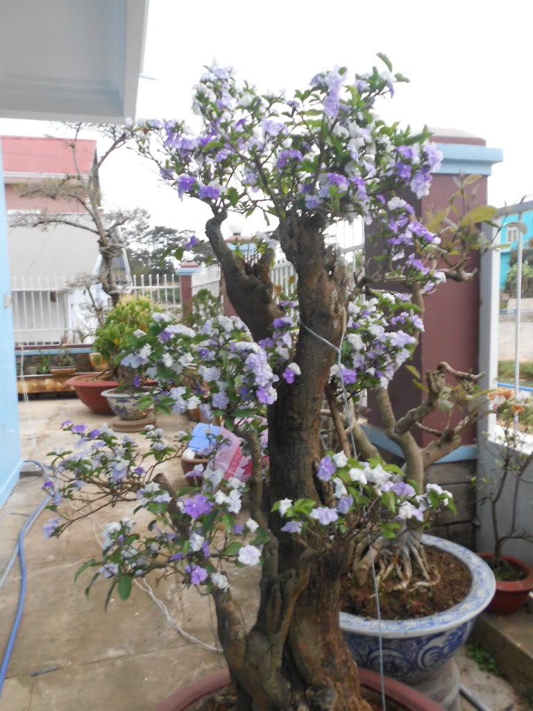 DSCN5606.jpg