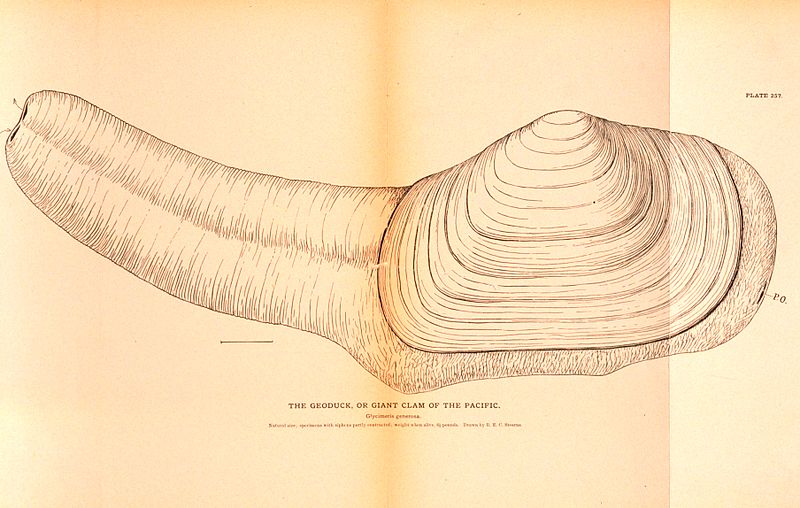 800px-Geoduck.jpg