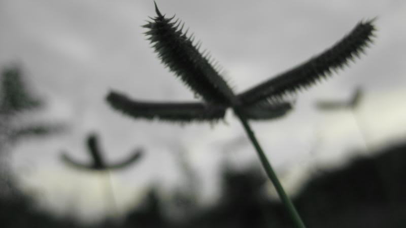 IMG_4549.jpg