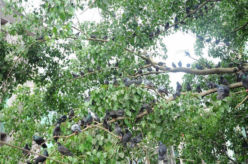 14723103726_92da83e362_c.jpg