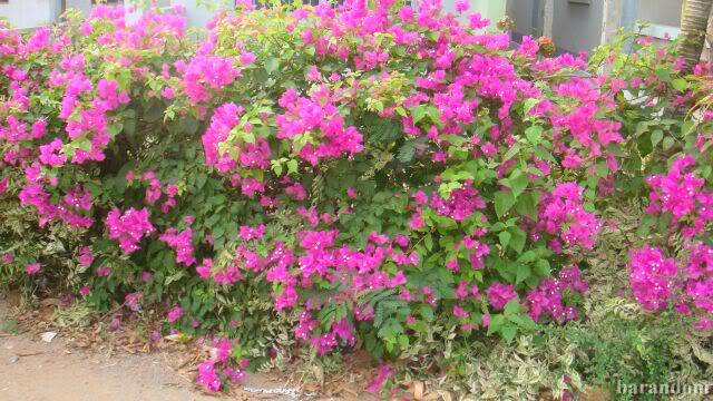 DSC08177.jpg