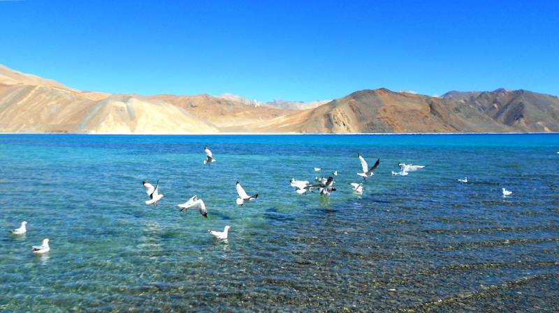BaychimtungcanhtrenPangongTso.jpg