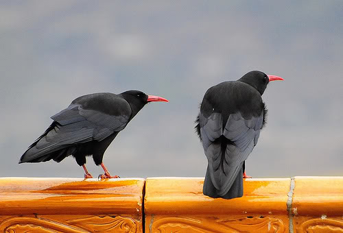 chough1.jpg
