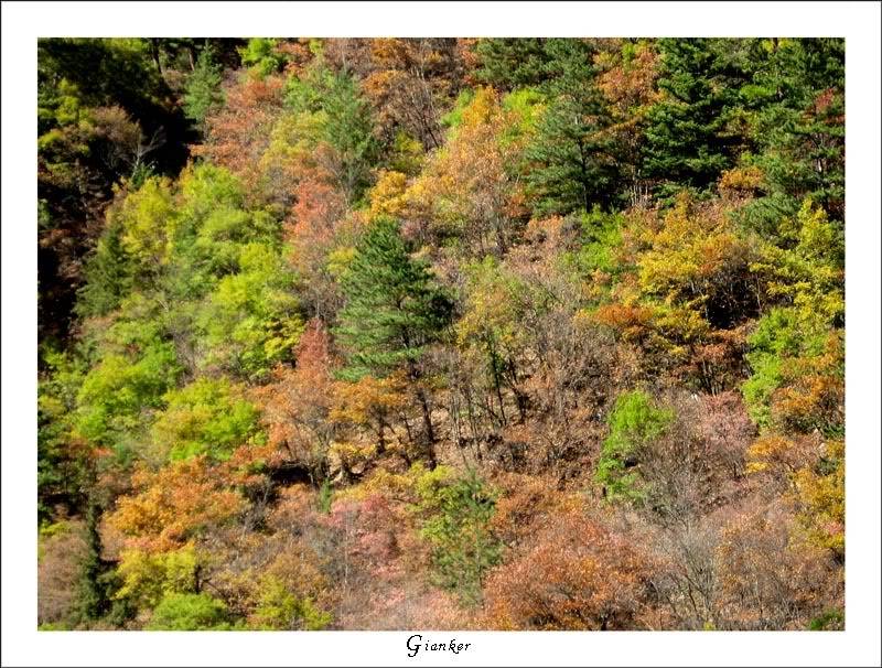 R-Forest3.jpg