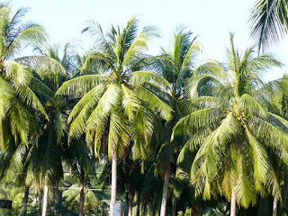 Hangdua.jpg