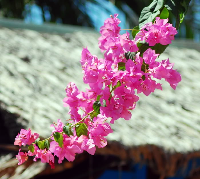 DSC_6813_resize.jpg