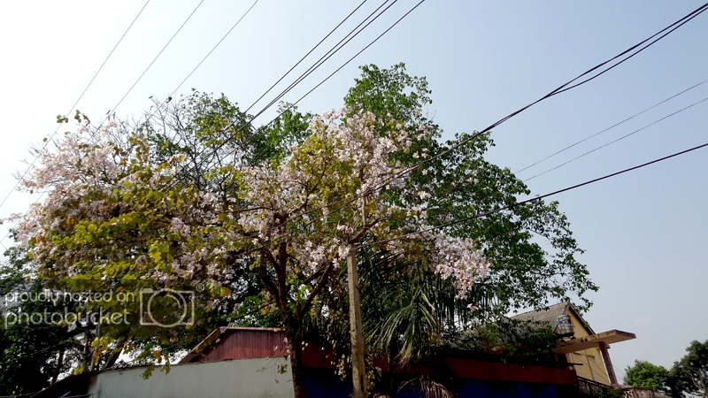 DSC09375_zps5a4c0733.jpg
