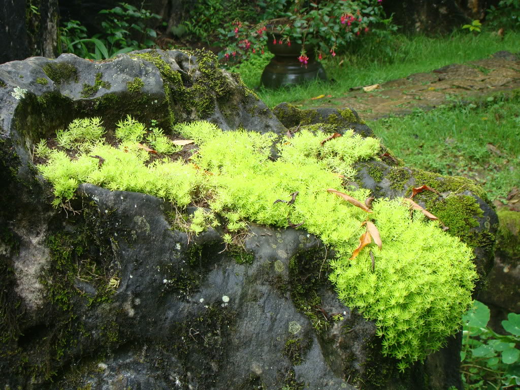 DSC09517.jpg