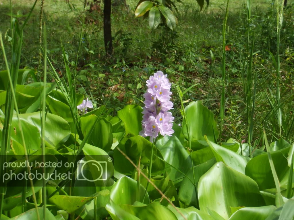 DSCF3733.jpg