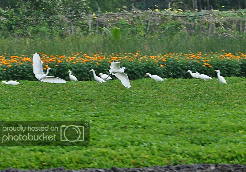 DSC_4753_zps5b397ec6.jpg