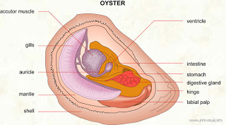 009+Oyster.jpg
