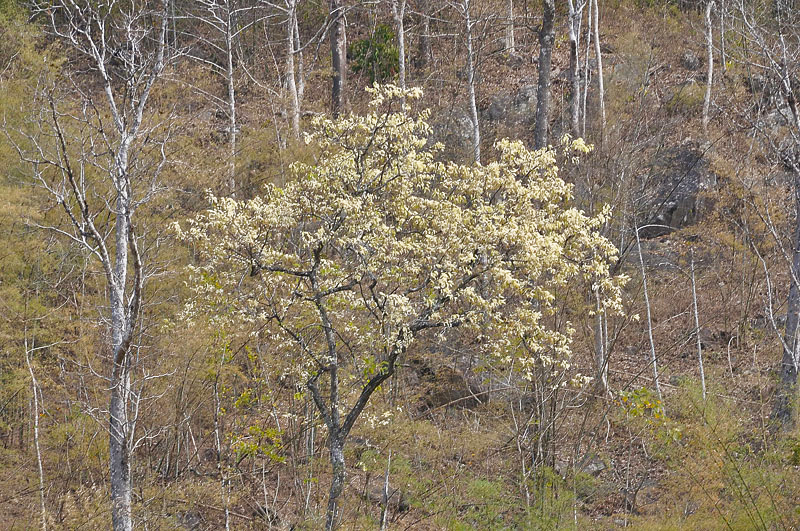 DSC_8743-1.jpg