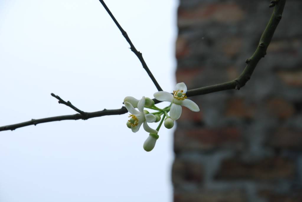 DSC_0033.jpg