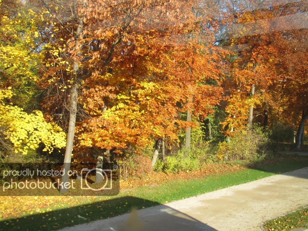 IMG_2311_zps12636fda.jpg