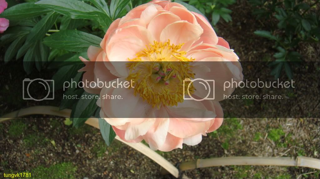 DSC01725.jpg