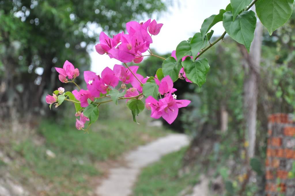 DSC_4973.jpg