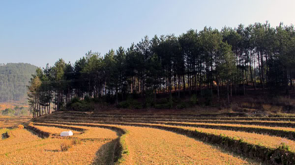 HongNgai2011090.jpg