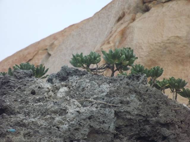 DSCF5409.jpg