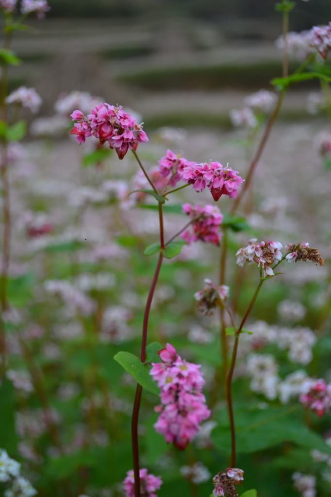 DSC_0154.jpg
