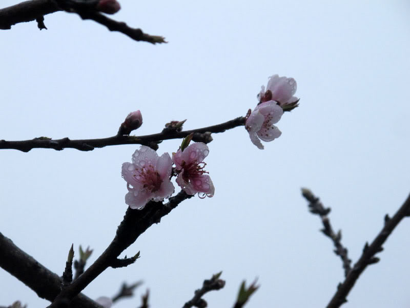 HongNgai2011548.jpg