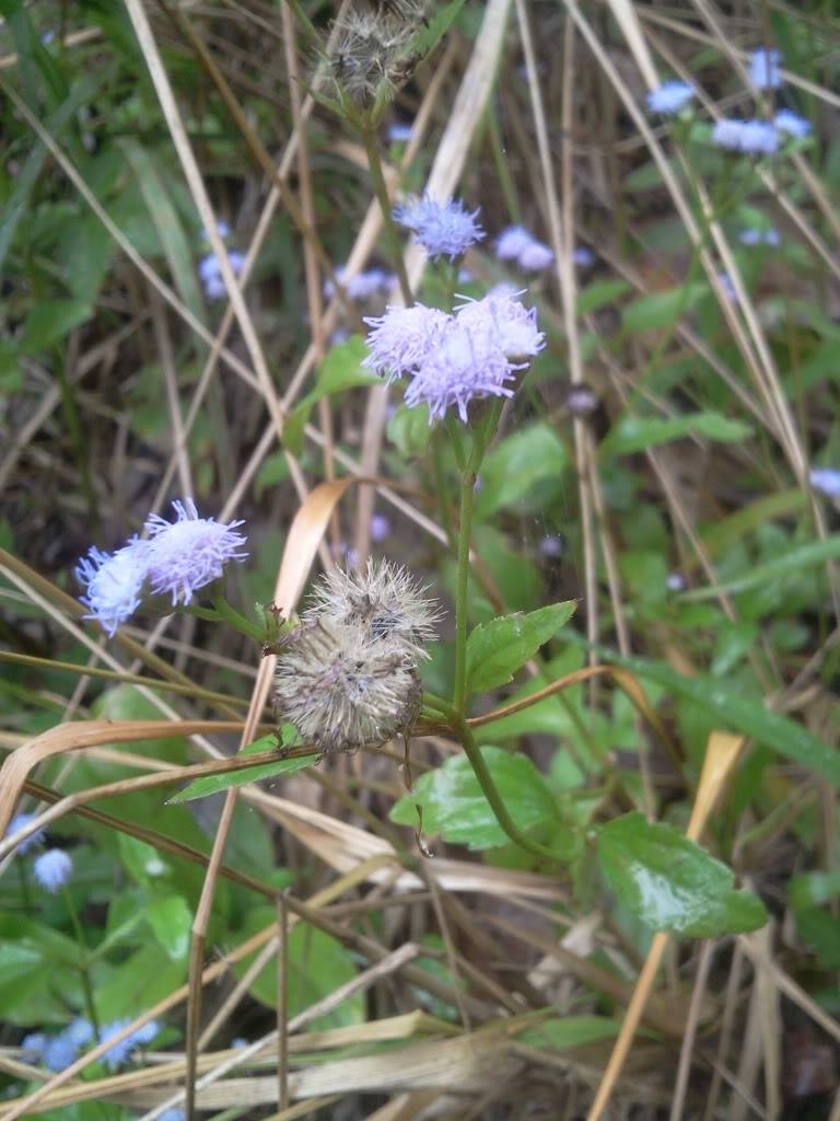 Photo0824.jpg