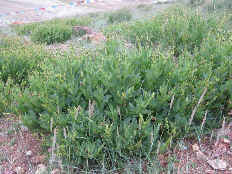 8-ManasarovartoDarchen2.jpg
