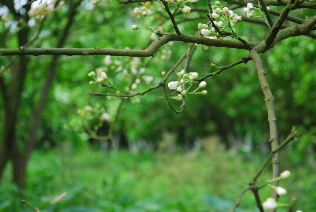 DSC_0089.jpg